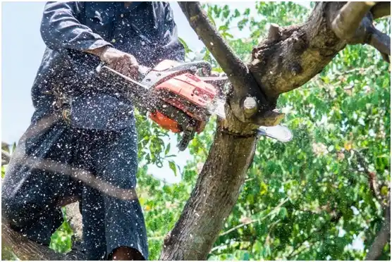 tree services Tierras Nuevas Poniente